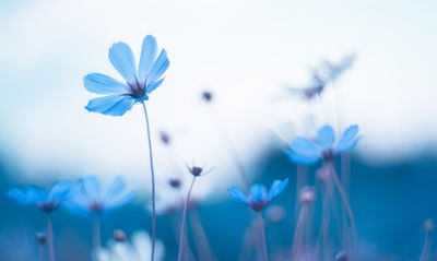Ljuddämpande tavla - Delicate blue flowers
