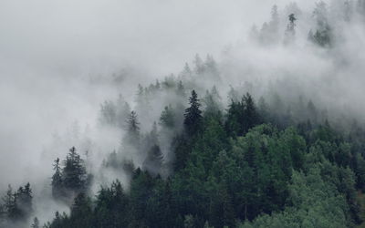Ljuddämpande tavla - Green misty forest