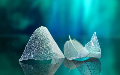 Ljuddämpande tavla - Delicate leaves close up