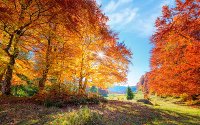 Ljuddämpande tavla - Colorful autumn trees