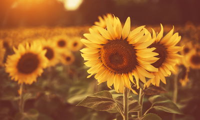 Ljuddämpande tavla - A field of sunflowers