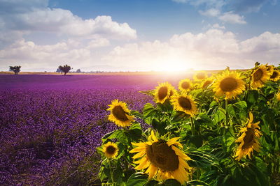 Ljuddämpande tavla - Lavender and sunflower
