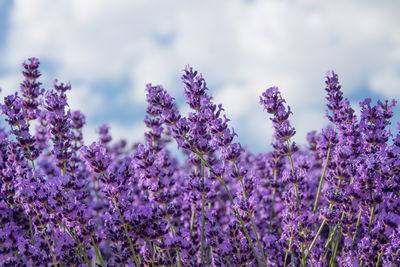 Ljuddämpande tavla - Lavender against the sky