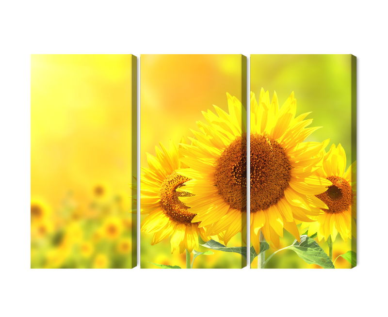 Ljuddämpande tavla - Blooming sunflowers 3d