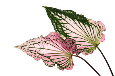 Ljuddämpande tavla - Caladium leaves close up