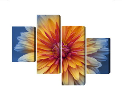 Ljuddämpande tavla - Chrysanthemum flower close