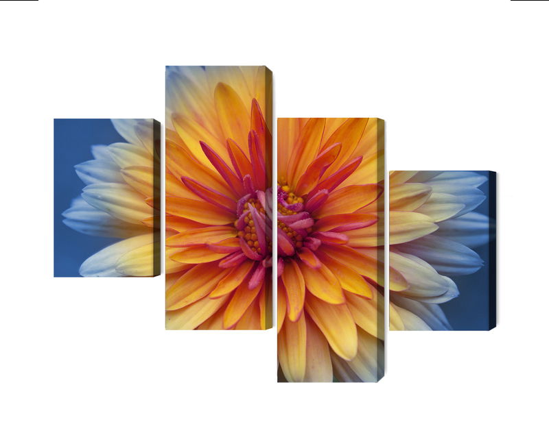 Ljuddämpande tavla - Chrysanthemum flower close