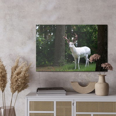 Ljuddämpande tavla - Albino deer in the forest