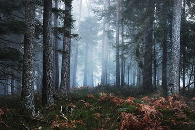 Ljuddämpande tavla - Forest in the fog