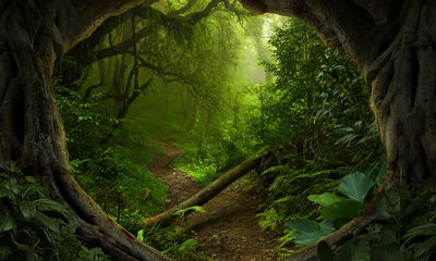 Ljuddämpande tavla - Path in the tropical forest