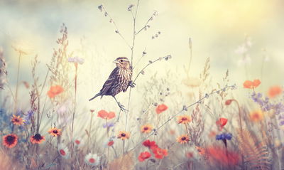 Ljuddämpande tavla - A bird among wild flowers
