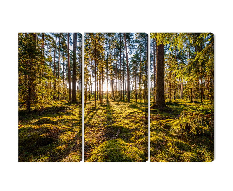 Ljuddämpande tavla - 3d sunny forest landscape