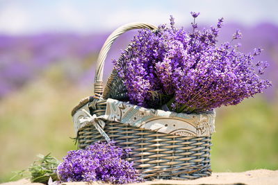 Ljuddämpande tavla - Basket with lavender flowers