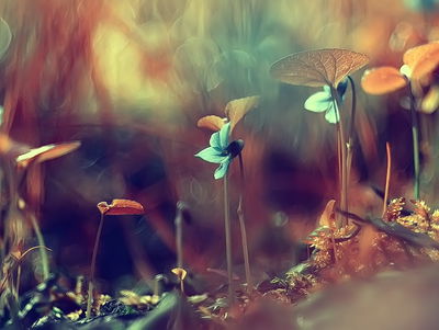 Ljuddämpande tavla - Delicate plants on a macro