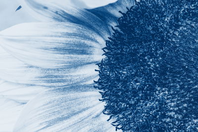 Ljuddämpande tavla - Blue sunflower on a macro