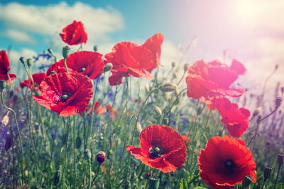 Ljuddämpande tavla - Poppies in the sun