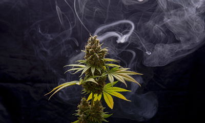 Ljuddämpande tavla - Cannabis plant on a smoky