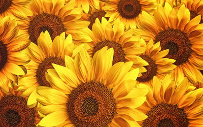 Ljuddämpande tavla - 3d sunflower flowers