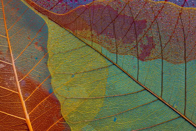 Ljuddämpande tavla - Colorful leaves on a macro