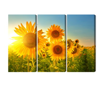 Ljuddämpande tavla - Sunflower field at sunset 3d