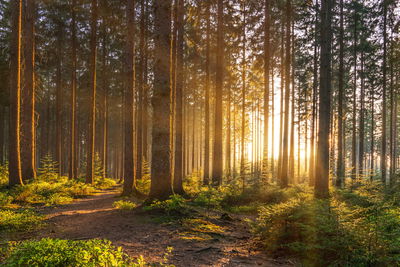 Ljuddämpande tavla - Sunset in the forest