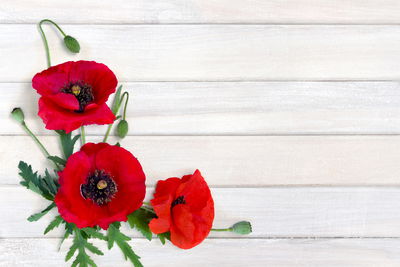 Ljuddämpande tavla - Red poppies on a background