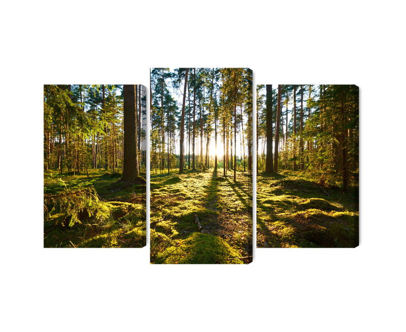 Ljuddämpande tavla - Forest landscape with sunset