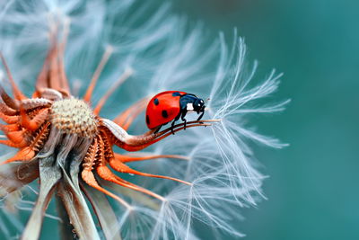 Ljuddämpande tavla - Ladybug on a dandelion