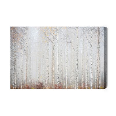 Ljuddämpande tavla - Birch forest in the mist