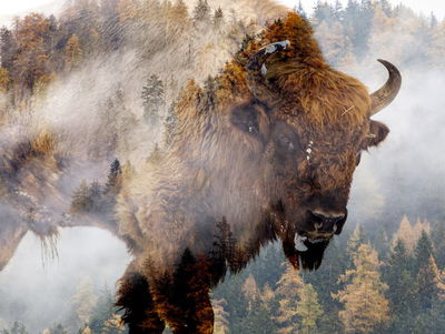 Ljuddämpande tavla - A bison on the background