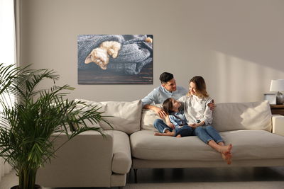 Ljuddämpande tavla - Sleeping ginger kitten