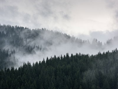 Ljuddämpande tavla - Misty 3d forest landscape