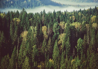 Ljuddämpande tavla - Forest with fog