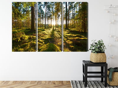 Ljuddämpande tavla - Forest landscape with sunset