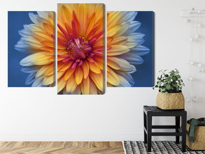 Ljuddämpande tavla - Chrysanthemum flower close