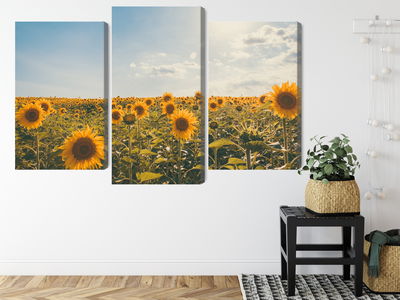 Ljuddämpande tavla - Sunflower field on a summer