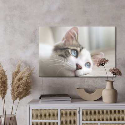 Ljuddämpande tavla - Dreamy kitten