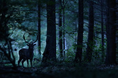 Ljuddämpande tavla - A deer in a dark forest