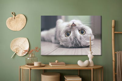 Ljuddämpande tavla - Scottish fold cat