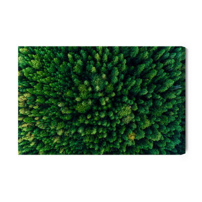 Ljuddämpande tavla - Trees in the carpathians