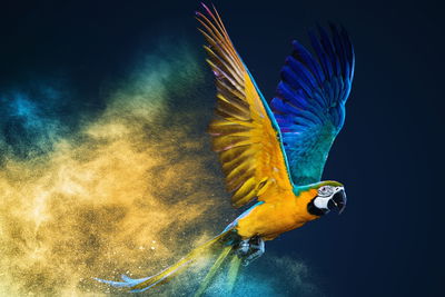 Ljuddämpande tavla - Colorful macaw parrot