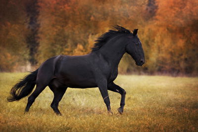 Ljuddämpande tavla - Black horse in the clearing