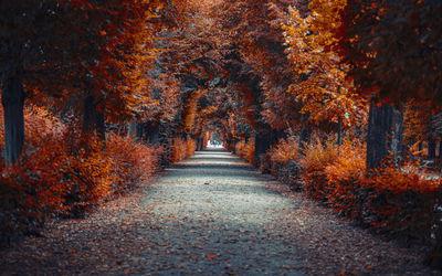 Ljuddämpande tavla - A path deep into the autumn