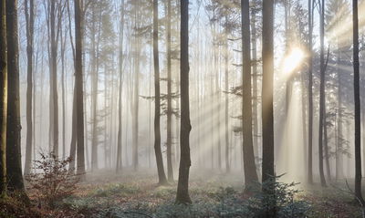 Ljuddämpande tavla - Sunrise in the woods