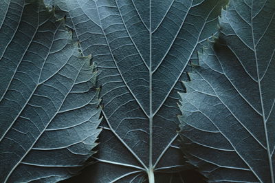 Ljuddämpande tavla - Leaves with a macro