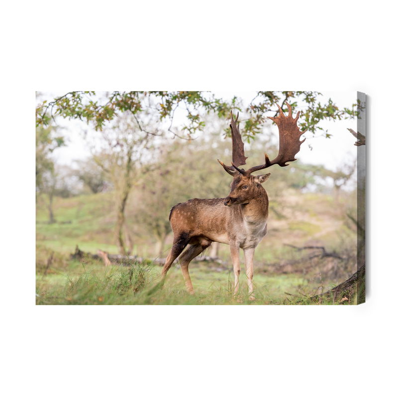 Ljuddämpande tavla - Adult deer with magnificent