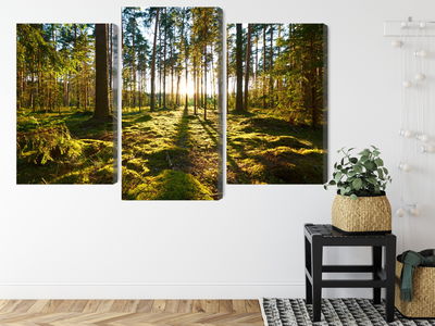 Ljuddämpande tavla - Forest landscape with sunset