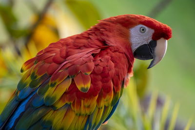 Ljuddämpande tavla - Ara parrot