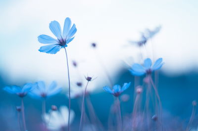 Ljuddämpande tavla - Delicate blue flowers