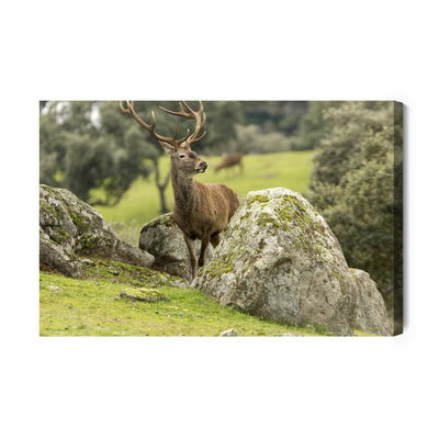 Ljuddämpande tavla - A deer among the rocks